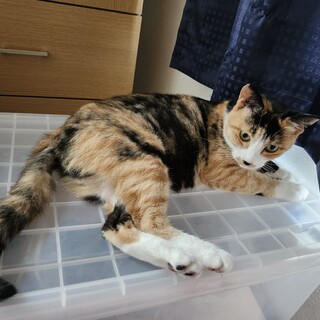 穏やかな性格の優しい猫ちゃんです