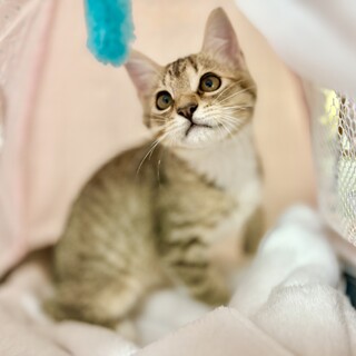 推定2025年5月生　キジ白♂ライダーくん♡