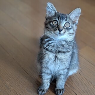 毛足長目でモフ感強！タヌキじゃないデス。