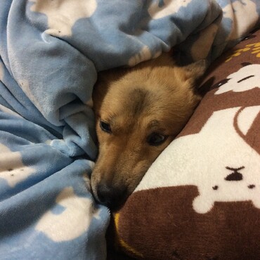 オフトゥンサイコー