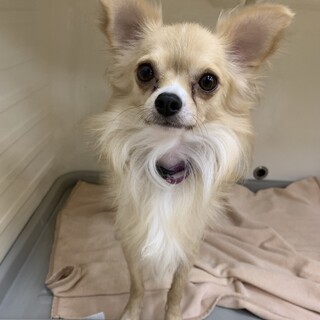 ガルボ君☆推定4歳　人慣れ訓練中