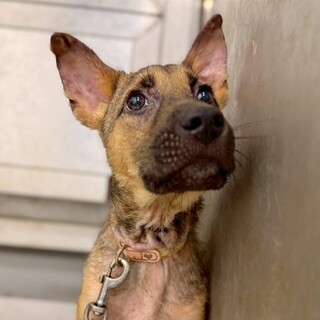 かわいい子犬　織部助くん　5-6ヶ月