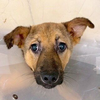 かわいい子犬　上総介くん　5-6ヶ月