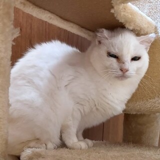 小さな体でがんの手術を乗り越えた白猫・真冬ちゃん