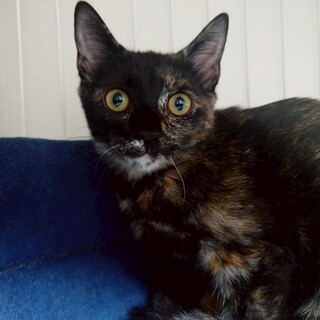 和菓子４兄妹 慎重派の すあま♀