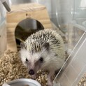 ハリネズミ