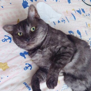 クールガイの黒灰猫♡クロ