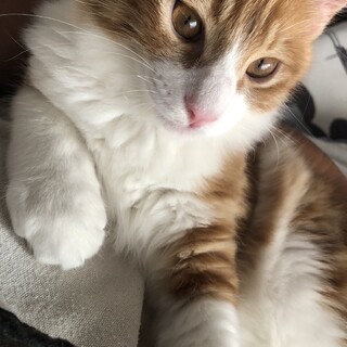 遊ぶの大好きチャチャ丸