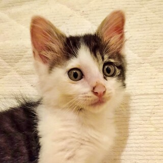 人間大好き♡キジ白子猫のはるくん♪
