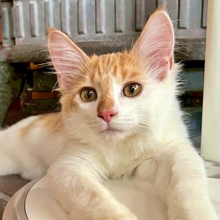 懐っこさ満点！甘えん坊のチップ君