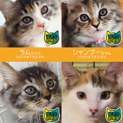 子猫中心22匹の子猫まつり★みよし市