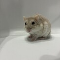 ハムスターの里親募集です