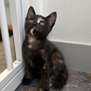 サビ猫のさんごちゃん♡