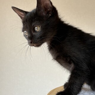黒猫のはまちくん♡