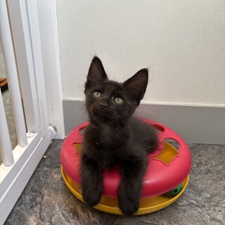 長毛黒猫のぶりくん♡