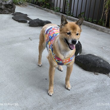 派手な服来たもずくさん