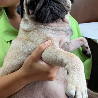 パグ　女の子♀　2歳