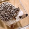 ゆずしぃ