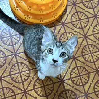 犬も猫も人も大好き飼いやすいベリーちゃん