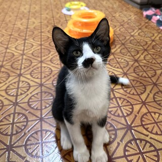おとぼけ顔の穏やかな犬猫も人も大好きクッキー君
