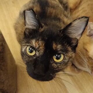 穏やかなサビ猫、キラちゃんです