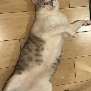 おしゃべりなオス猫　推定5-7歳　