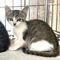 子猫 1.5〜2ヶ月、里親募集中。