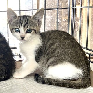 子猫 1.5〜2ヶ月、里親募集中。