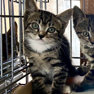 子猫1.5〜2ヶ月、里親募集中。