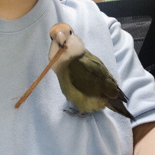 コザクラインコ里親募集