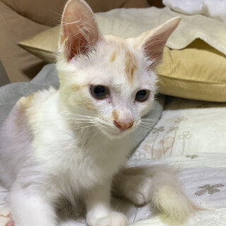 子猫のあべちゃん　里親さま募集します
