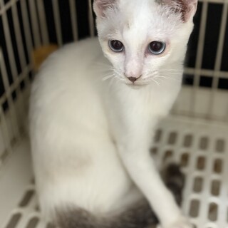 ブルーアイが美しい☆マシュ