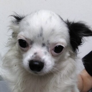 チワワの4歳パンダ　2頭一緒です