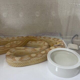 ※里親様決まりました！コーンスネーク