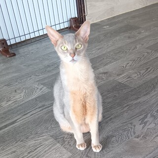 推定2014年生れ ♂アビシニアン　中野くん