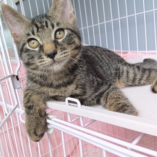 推定2025年5月生れ ♂ グレーテルくん♡