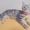 美猫で人が大好き‼️アメショ柄のここなちゃん♥️ サムネイル7