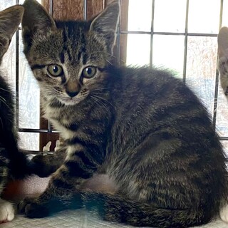 子猫 1.5〜2ヶ月、里親募集中
