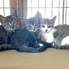 子猫 1.5〜2ヶ月、里親募集中 サムネイル2