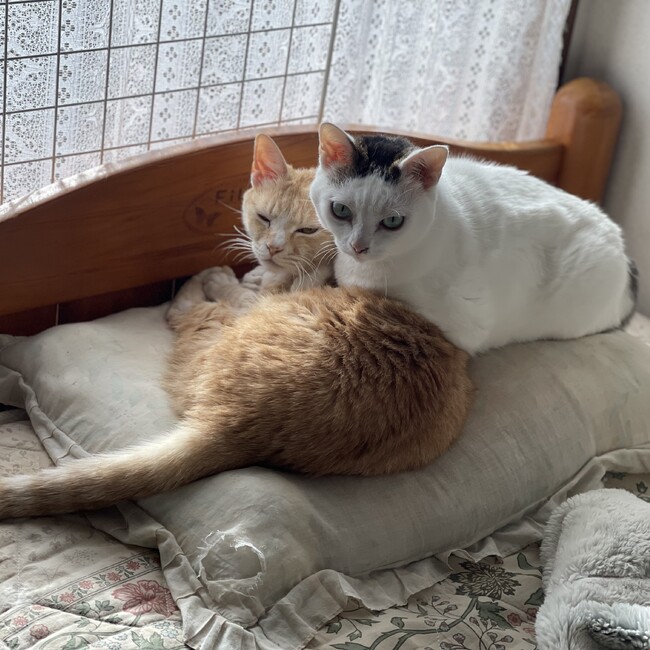マサヒサのカバー写真