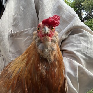 ニワトリ × 鹿児島県が募集対象」鳥の里親募集情報 :: ペットのおうち