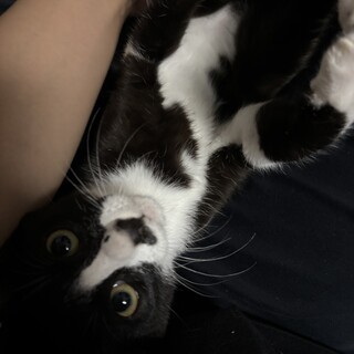 生後3ヶ月！♡美人なハチワレちゃん♀