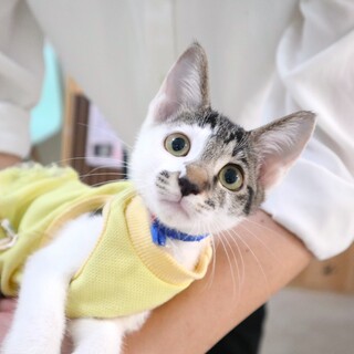 きゅるきゅるおめめのパルフェちゃん！