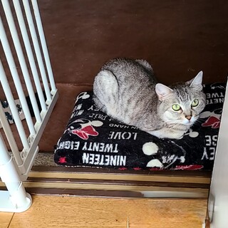 猫が苦手なキジトラ♀