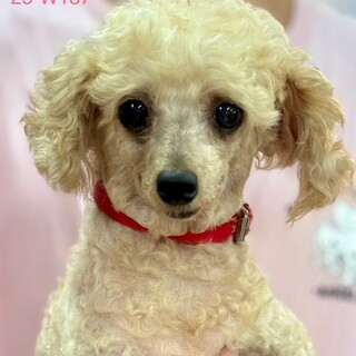 ★緊急★飼い主様が亡くなられ募集★