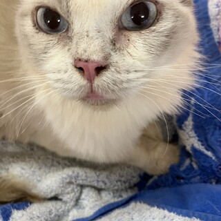 ラグドール8歳　人懐っこい女の子