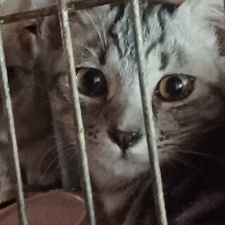 アメショー柄の4カ月男子、妹と一緒に！