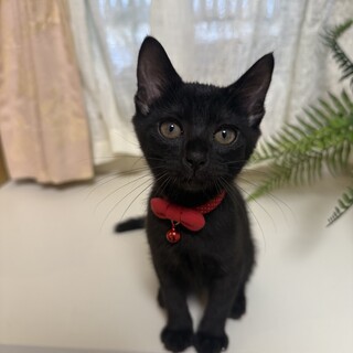 小さなお姫❤️こはだ