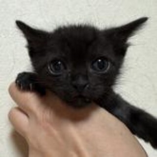 お家時間の黒猫 昨日、誰かのお家の黒猫ちゃんがおうちに来た。と言うか、勝手に入っ