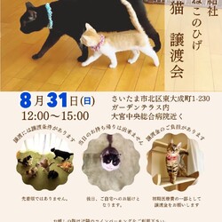 秘密結社ねこのひげ♡保護猫譲渡会